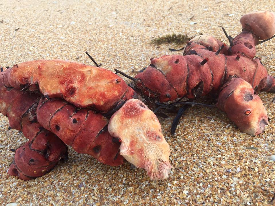 lobster potato discovered in florida