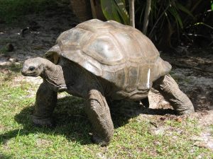 Tortoise-Turtle Day