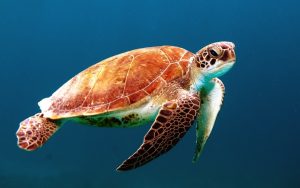 Sea Turtle - Turtle Day